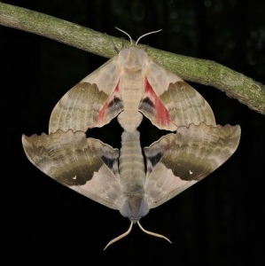 FOR SALE, Modesta Sphinx (Pachysphinx modesta) Pupae