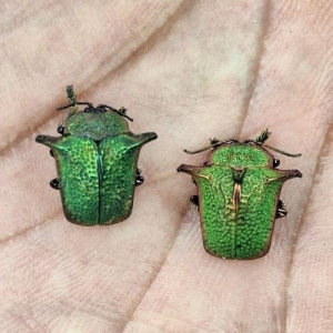 FOR SALE, CHRYSOMELIDAE  OMOCERUS sp .