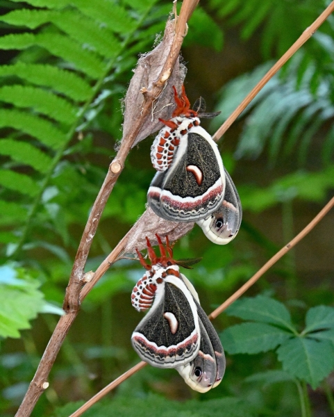 Cecropia Moth Eggs (Hyalophora cecropia)