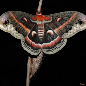 FOR SALE, Cecropia Moth Eggs (Hyalophora cecropia)