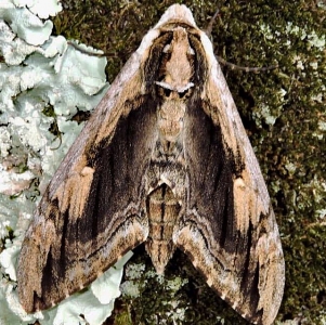 FOR SALE, Elm Sphinx Pupae(Ceratomia amyntor)