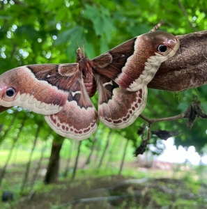 FOR SALE, WILD PROMETEA MOTH EGGS