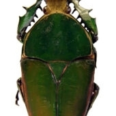 FOR SALE, Fresh A1 Beetles from Cameroon