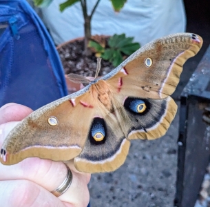 FOR SALE, Cecropia and Polyphemus moth ova