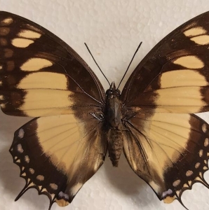 EBAY, beautiful and rare CHARAXES SUPERBUS ♀ from gabon