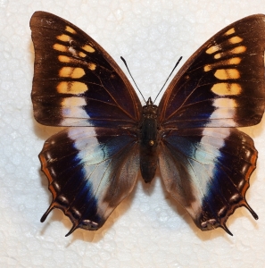 EBAY, rare 2 charaxes plantroui ♀