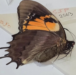 FOR SALE, + PAPILIO CACICUS INCA female form zadacchi !!! +