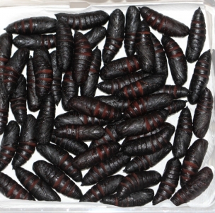 FOR SALE, Smerinthus ophthalmica pupae