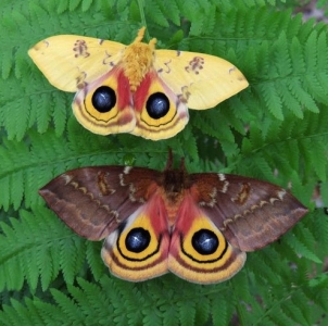 FOR SALE, Io Moth Eggs (Automeris io)