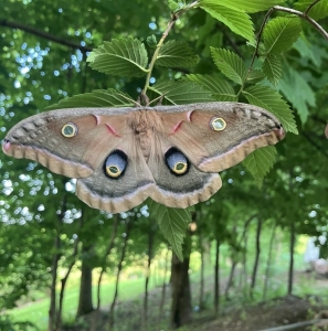 FOR SALE, WILD poly CAPTIVE  cecropia EGGS