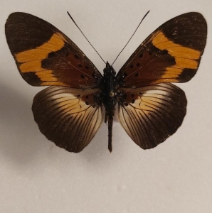 EBAY, PSEUDACRAEA RUWENZORICA ♂ from kivu **rare**