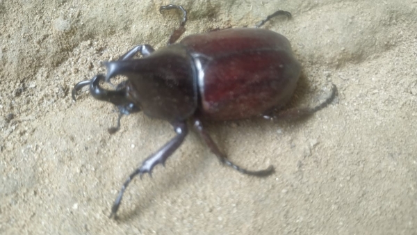 FOR SALE, Stage beetle