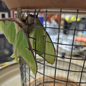 FOR SALE, Luna moth ova for sale
