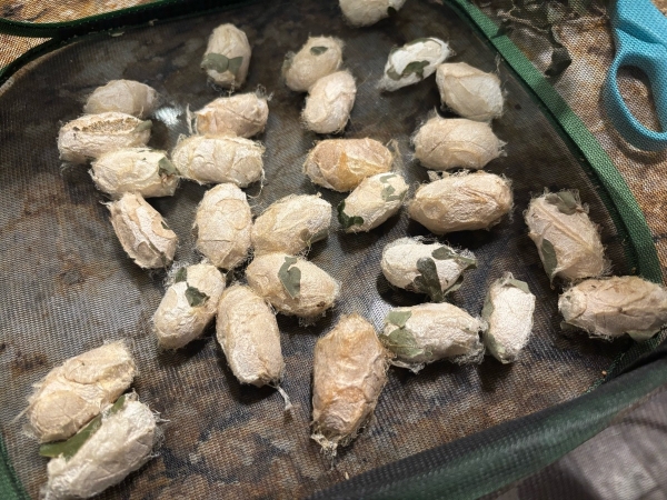 FOR EXCHANGE, Polyphemus Cocoons for Trade