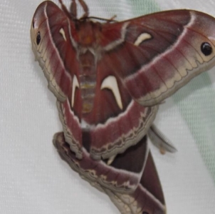 FOR SALE, Hyalophora euryalus ova