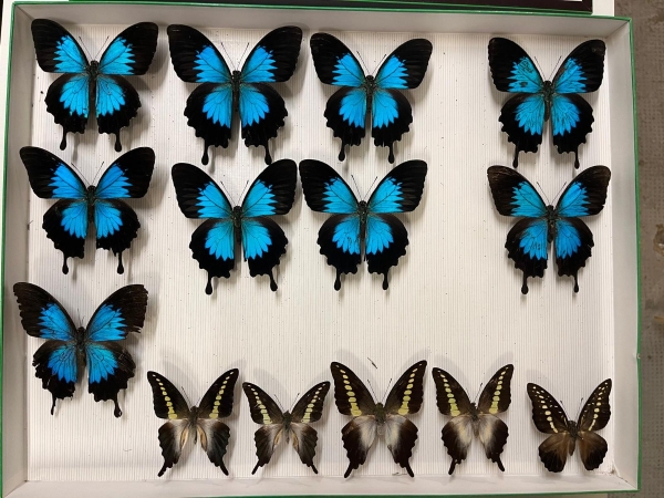 FOR SALE, Butterflies from Solomons - Western Prov. & Ma