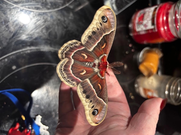 WANT TO BUY, Cecropia or gloveri moths for hybrid pairing