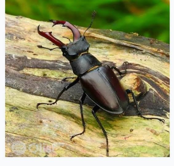 FOR SALE, Stag beetle