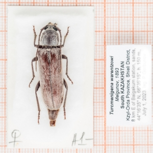 FOR SALE, Turcmenigena warentzowi Melgunov, 1893. KAZAKHSTAN