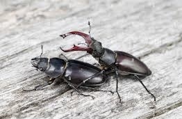 FOR SALE, Stag bettle for sale at original price