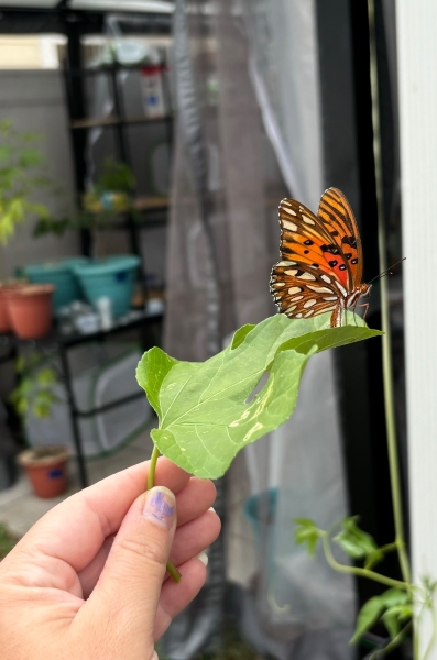 FOR SALE, Pre-order Gulf Fritillary Eggs
