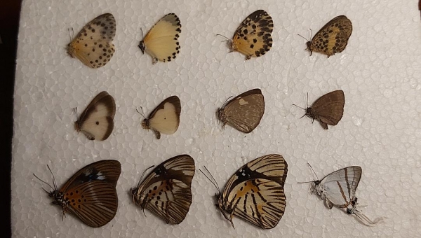 EBAY, 3 lot african lycaenidae