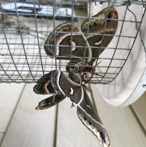 FOR SALE, Cecropia Ova