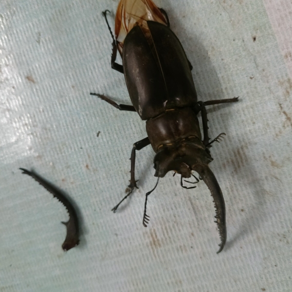 FOR SALE, Stag beetle