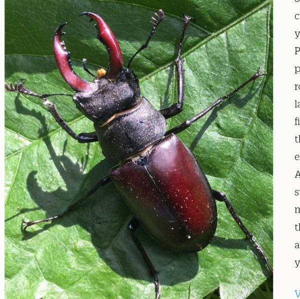 FOR SALE, Stag beetle