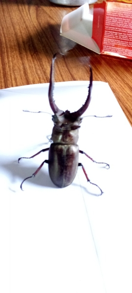 FOR SALE, Stag beetle