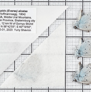 FOR SALE, Everes alcetas (Hoffmannsegg, 1804). Russia, Urals