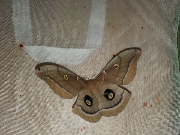 FOR SALE, Antheraea polyphemus eggs