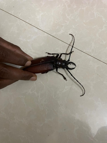FOR SALE, Stag Beetle