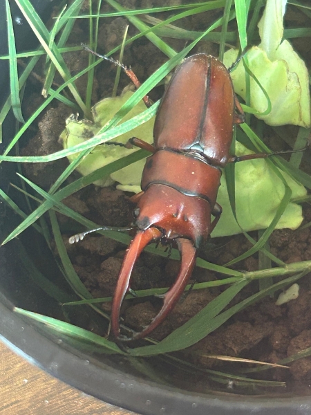 FOR SALE, Japanese Stag Beetle