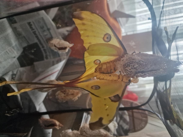 FOR SALE, Argema Mittrei OVa