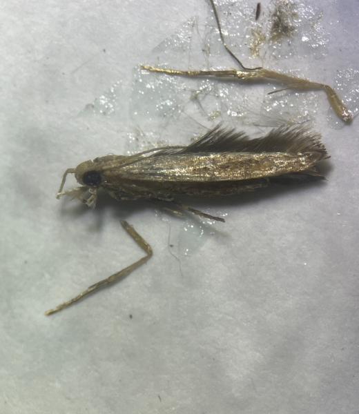 Adult