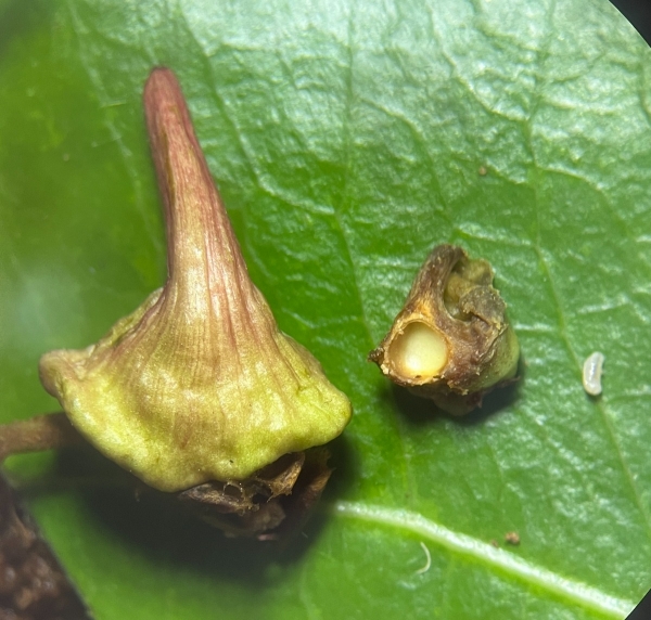 damage and larva