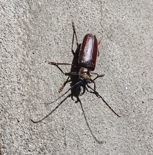 FOR SALE, Stag Beetle