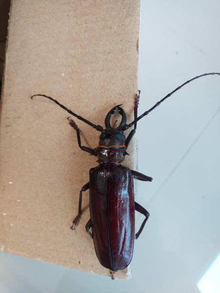 FOR SALE, Black bettle