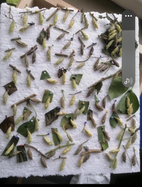 FOR SALE, AGLAIS IO FRESH CHRYSALIDS