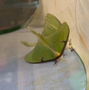 FOR SALE, A. Luna Eggs - fresh pairing!
