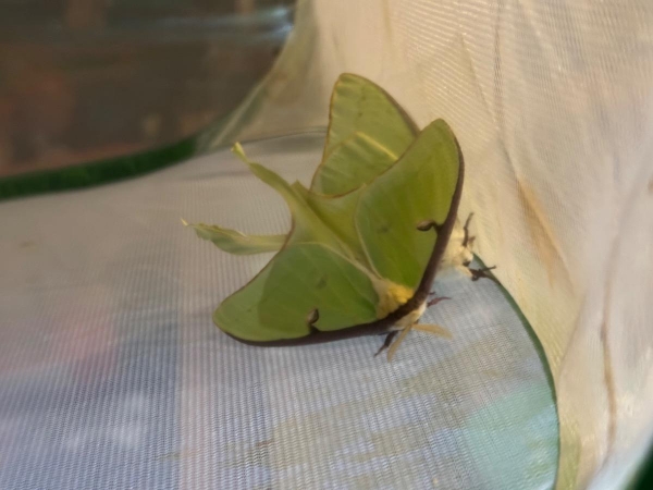 FOR SALE, A. Luna Eggs - fresh pairing!
