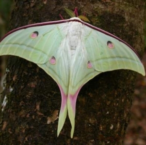 WANT TO BUY, Actias selene