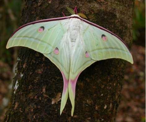 WANT TO BUY, Actias selene