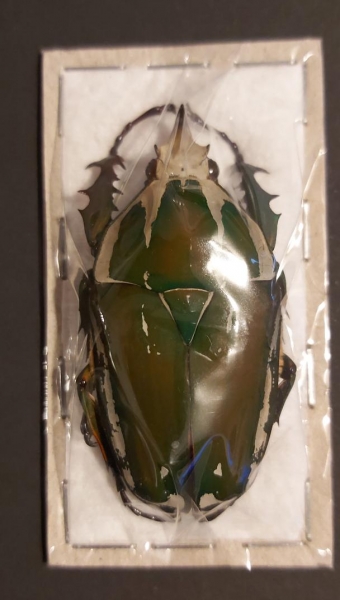 EBAY, megalorrhina harrisi leptofurcosa♂ 46+mn