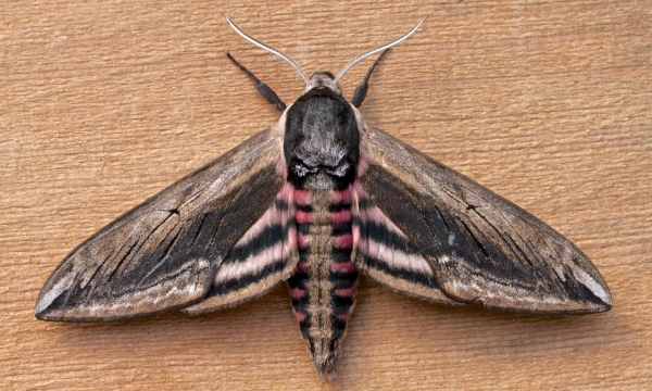 WANT TO BUY, Sphinx or Acherontia ova
