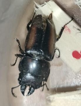 FOR SALE, Stag beetle