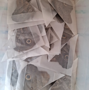 FOR SALE, Caligo mixed lot x50 