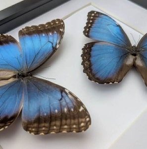FOR SALE, Morpho helenor narcissus fresh stock