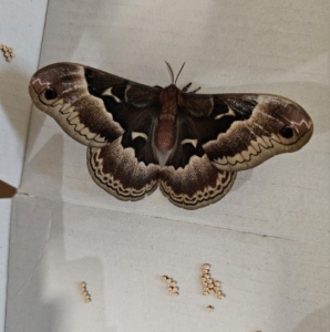 FOR SALE, Promethea Eggs